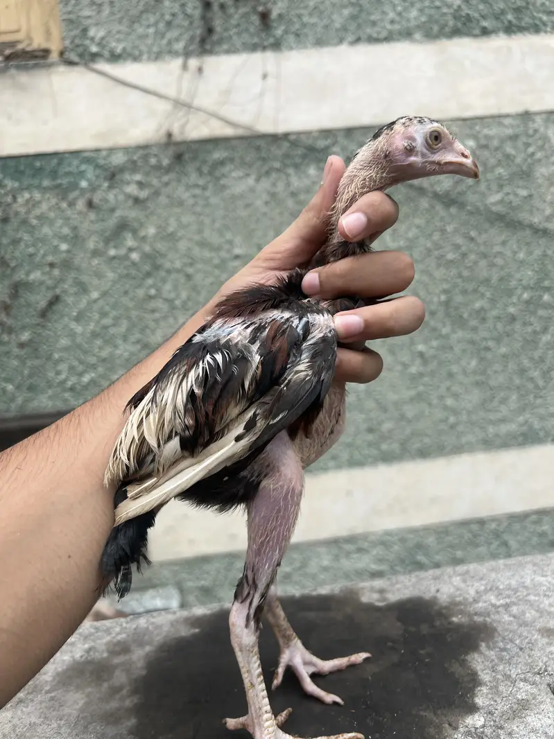Aseel chicks — photo 2