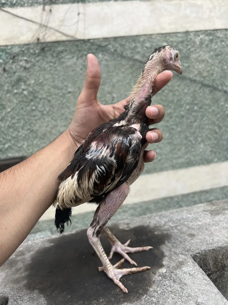 Aseel chicks — photo 12