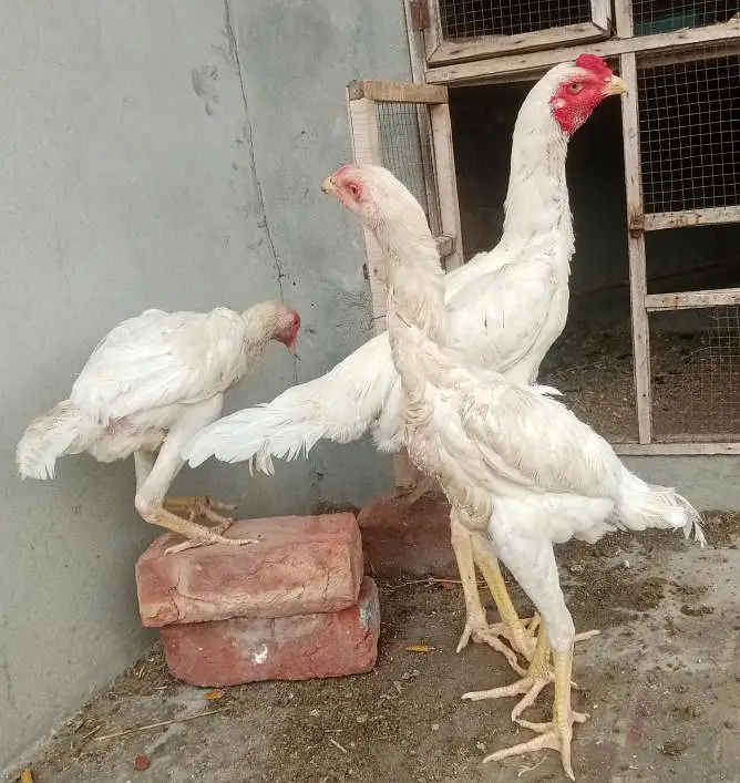 white shamo Trio — photo 2