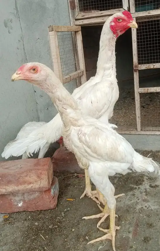 white shamo Trio — photo 4