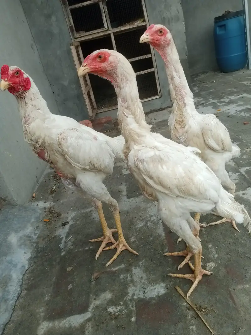 white shamo Trio — photo 5