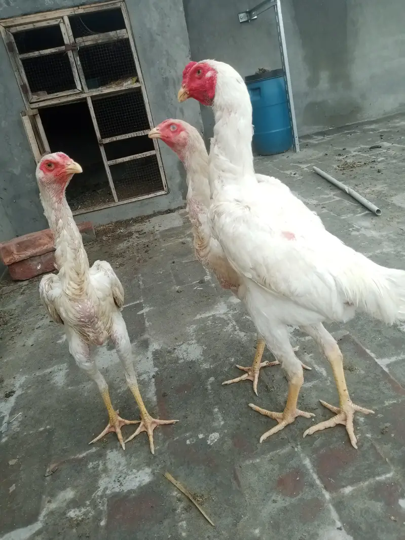 white shamo Trio — photo 6
