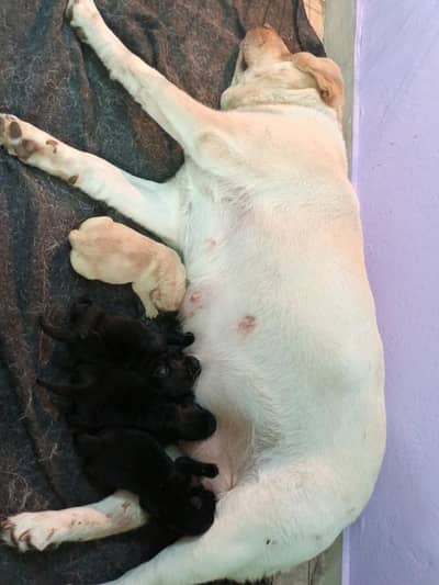 lab puppies