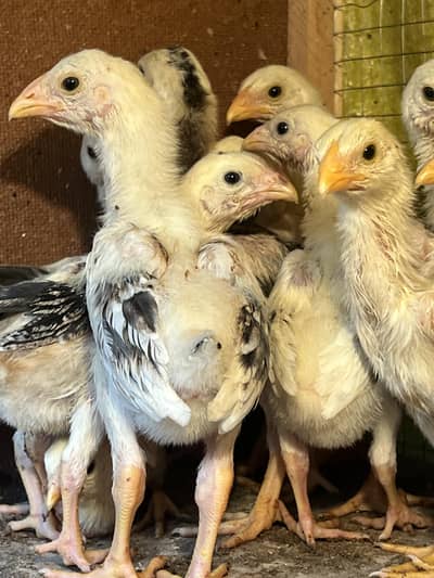 Shamo / White / Coco / Black / Lakha / Pathay / Pathaiyan / Chicks.