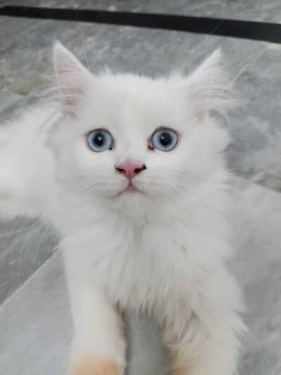 kitten sale