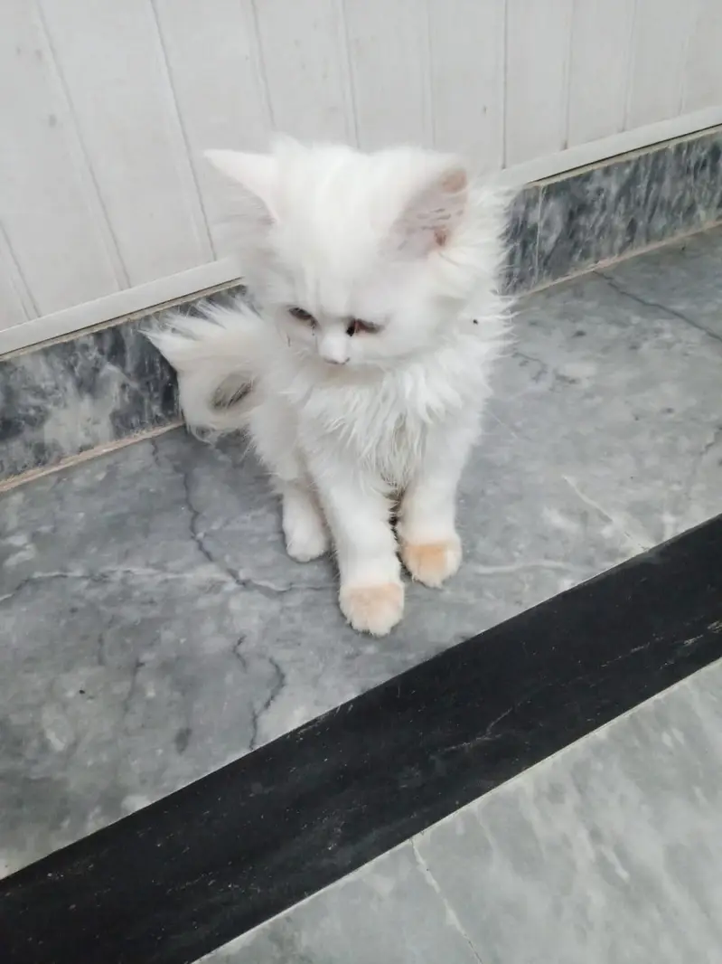 kitten sale — photo 2