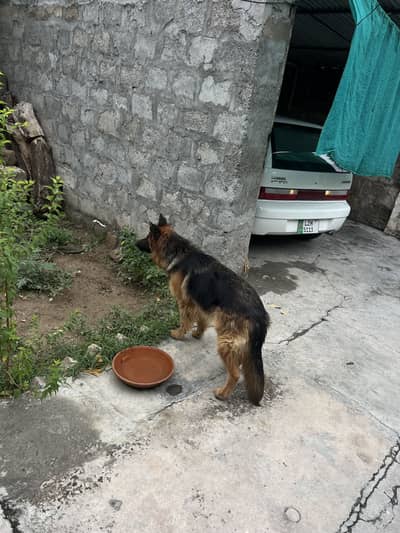 German Shepherd Female