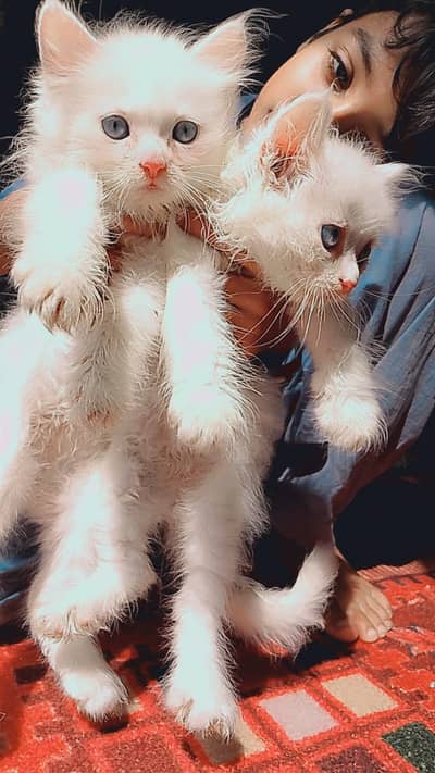 cats for sale in pakistan