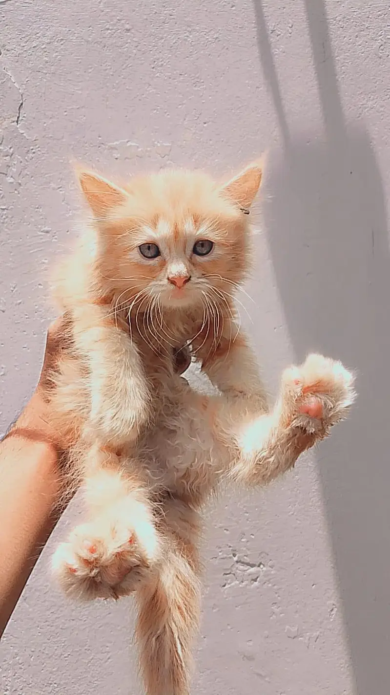 cats for sale in pakistan — photo 2