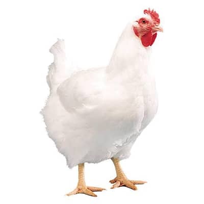 Chicken Cutting K Kaam Mein Karigar Aur Helper Ki need hai