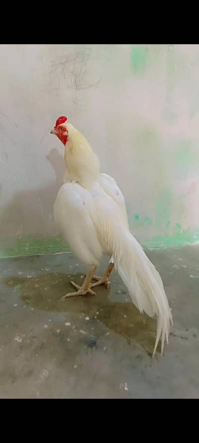 Heera Aseel