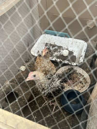 Chiks for sale