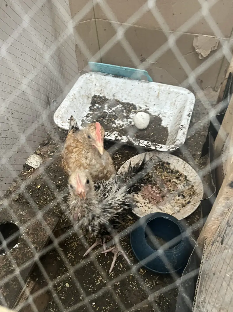 Chiks for sale — photo 2