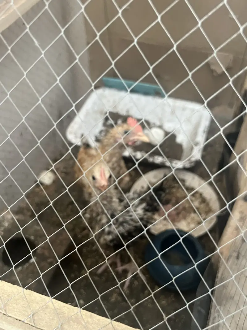 Chiks for sale — photo 3