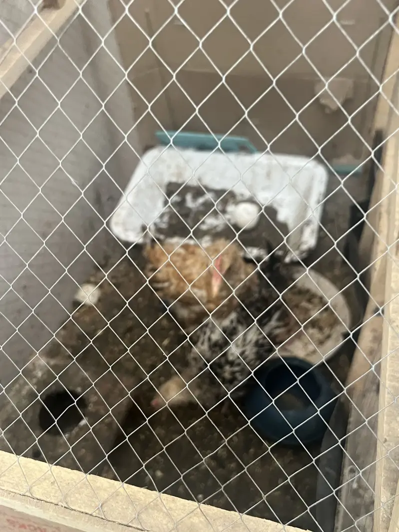 Chiks for sale — photo 4