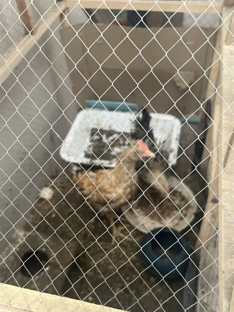 Chiks for sale — photo 5