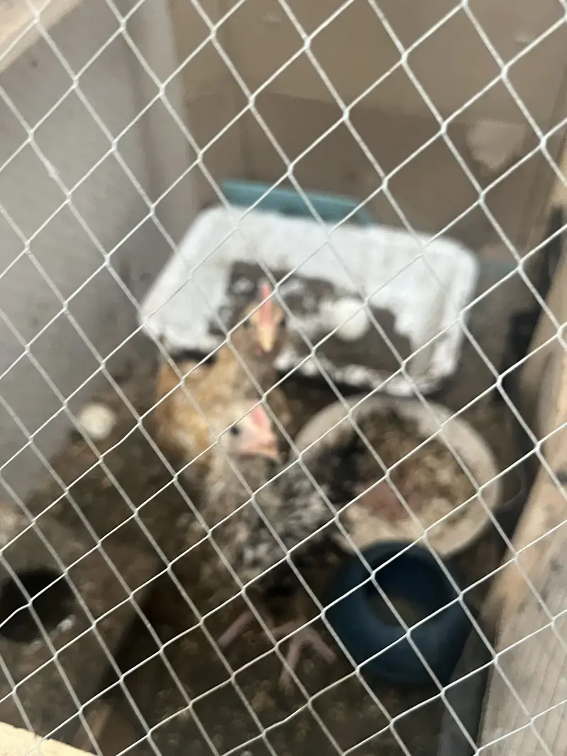 Chiks for sale — photo 6