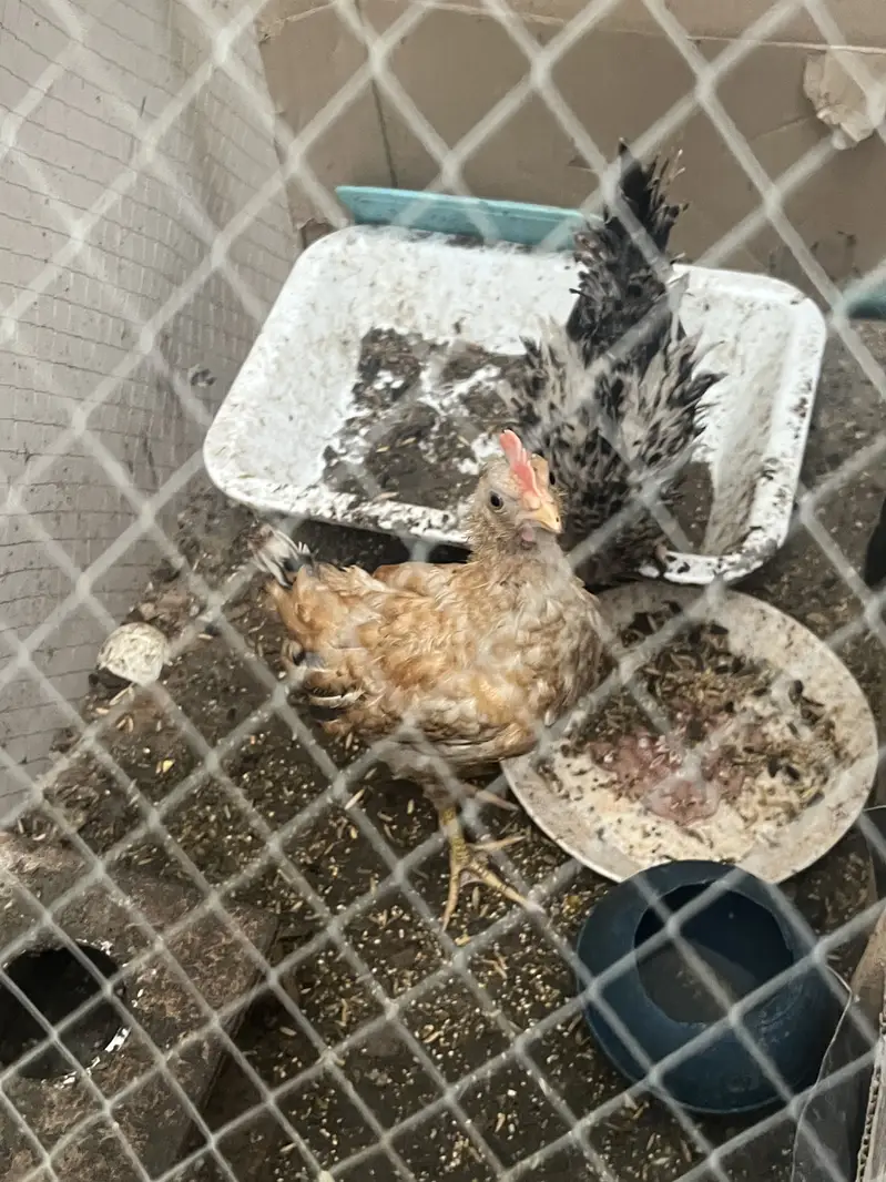 Chiks for sale — photo 7