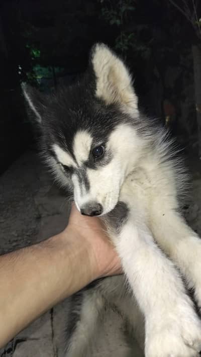 urgent for sale