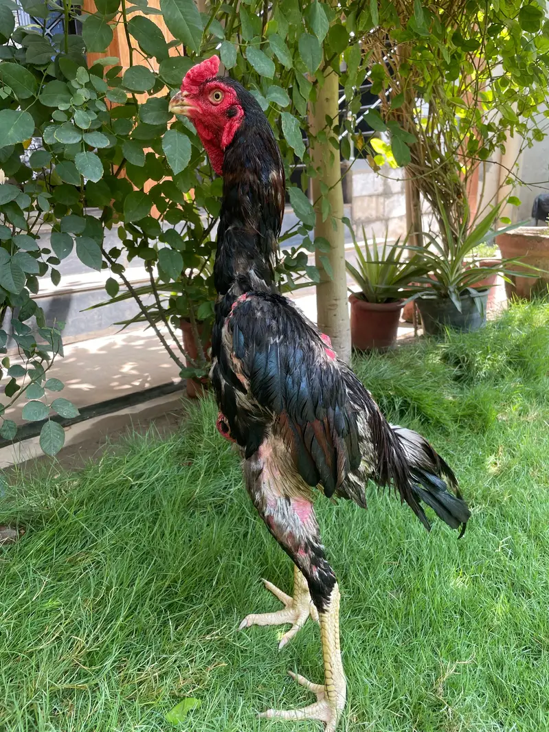 shamo aseel for sale — photo 3