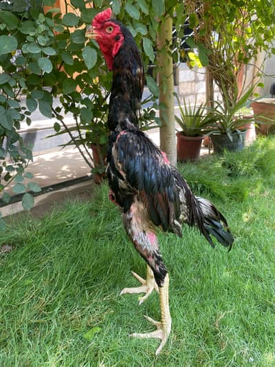 shamo aseel for sale