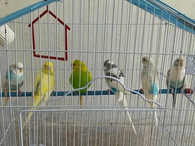 budgie