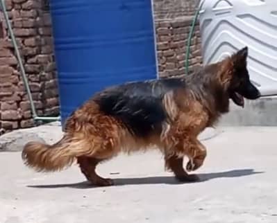 Garman shepherd Pink pedigree breeder female for sale