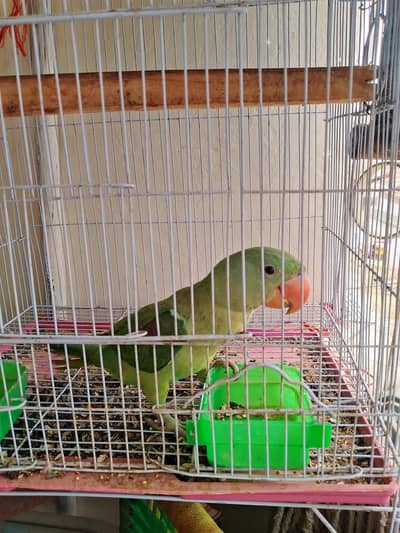 kashmiri parrot