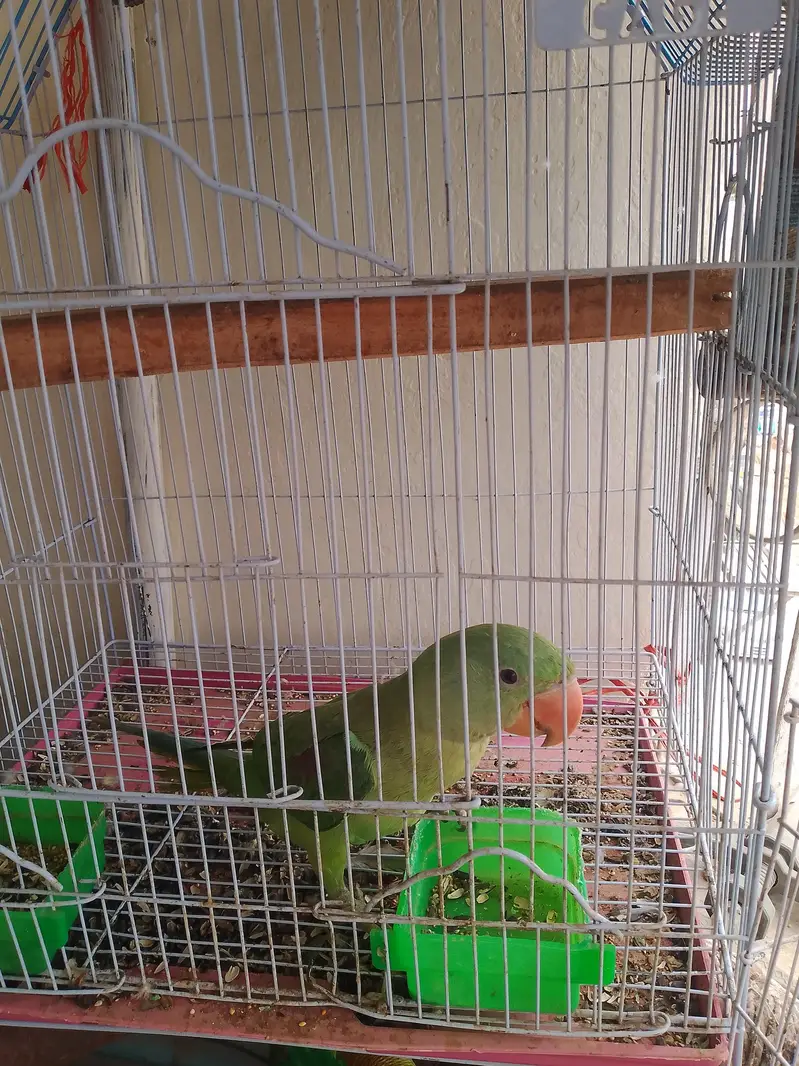 kashmiri parrot — photo 2
