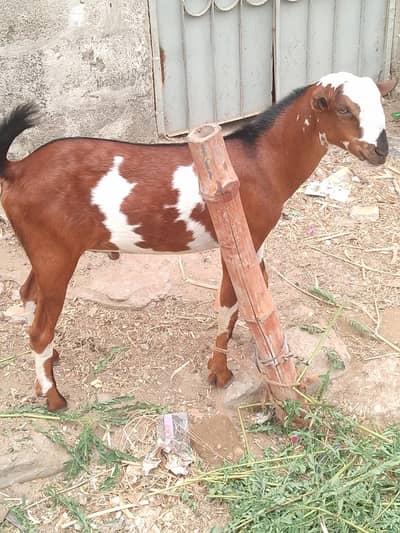 ablack teeda male