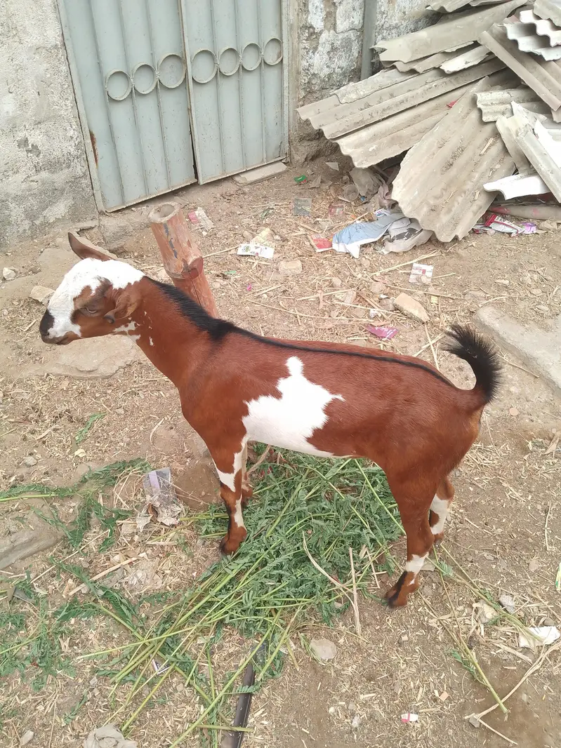 ablack teeda male — photo 2