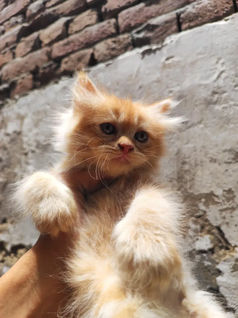 Golden & Brown Persian Triple Coat Kittens Pair — photo 2