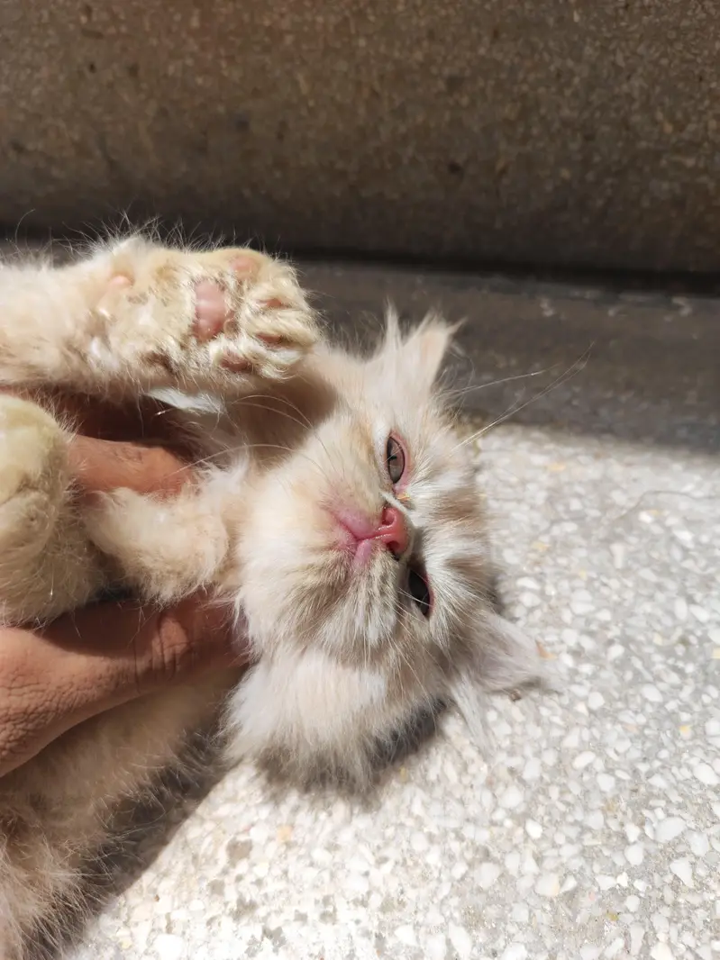 Golden & Brown Persian Triple Coat Kittens Pair — photo 3