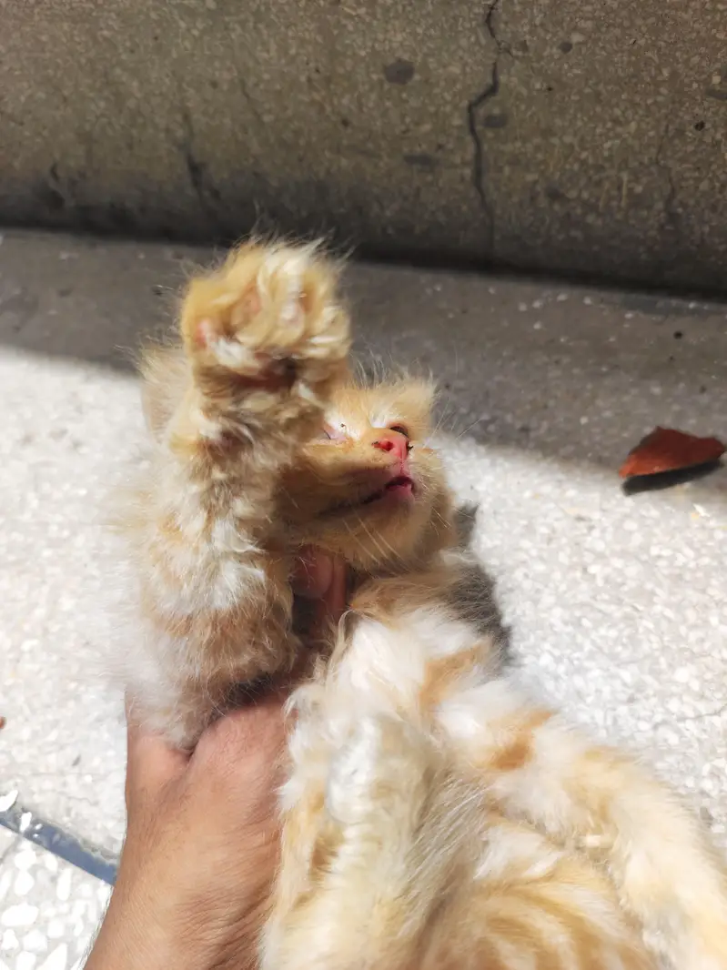 Golden & Brown Persian Triple Coat Kittens Pair — photo 4
