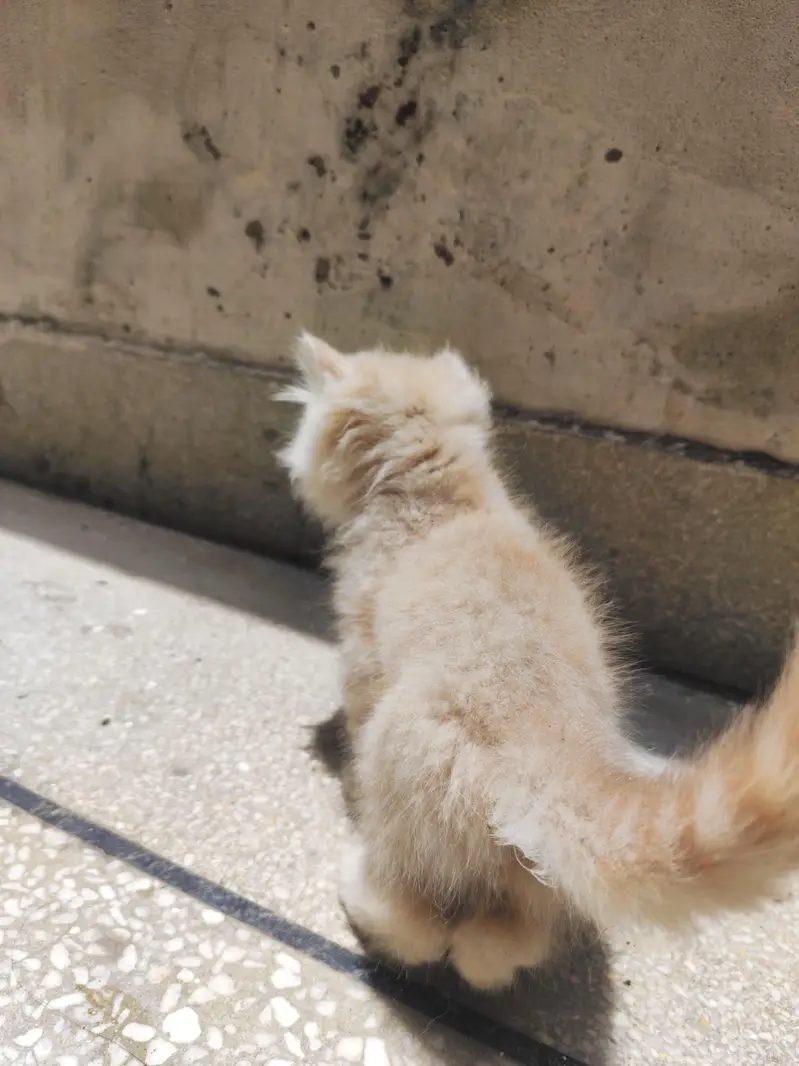 Golden & Brown Persian Triple Coat Kittens Pair — photo 5