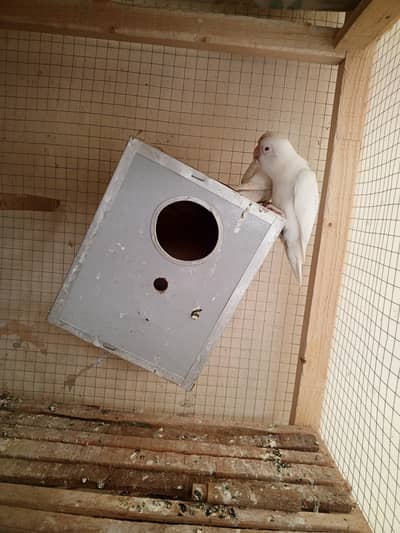 love birds white collar pair