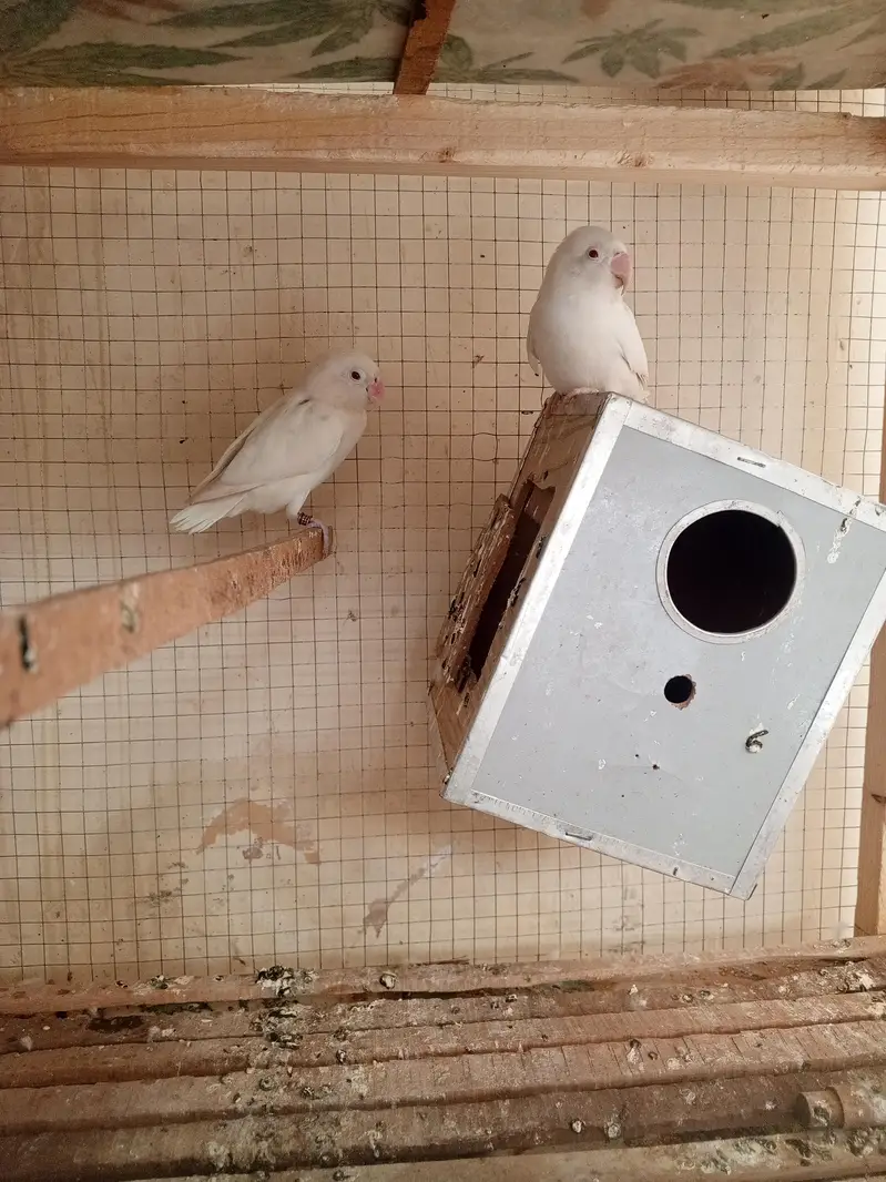 love birds white collar pair — photo 2