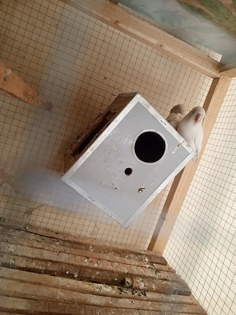 love birds white collar pair — photo 3