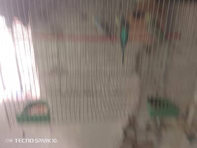 lovely Australian parrot pair Nd one single male for sale