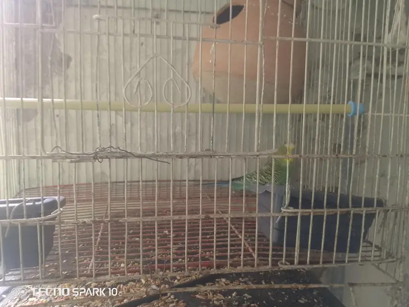 lovely Australian parrot pair Nd one single male for sale — photo 2