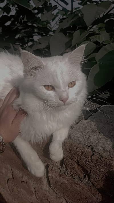 cat for Sale