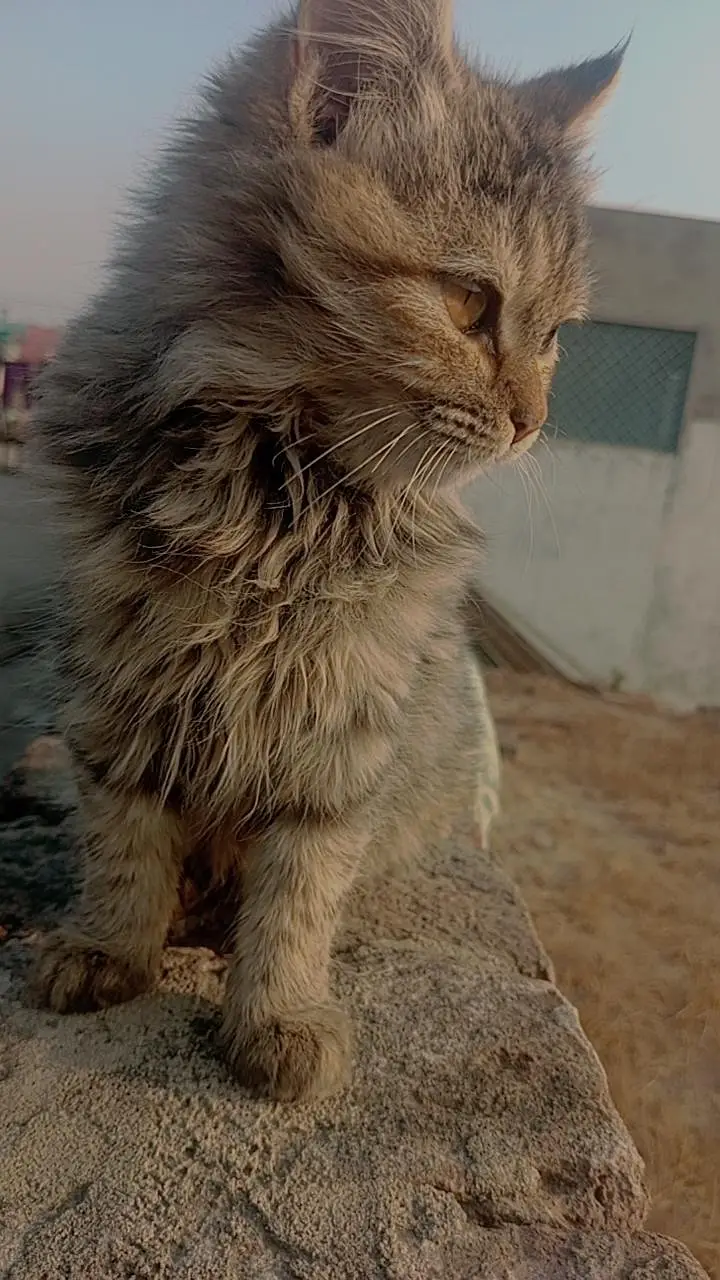 cat for Sale — photo 3