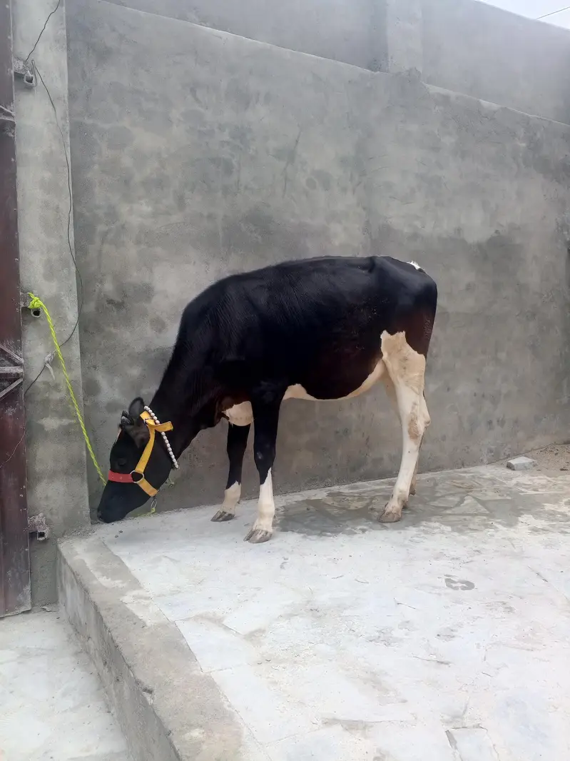freezen bachri — photo 6