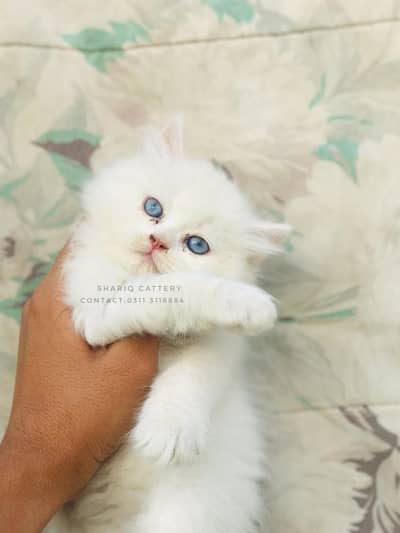 Persian female kitten for sale only 14k litter trained