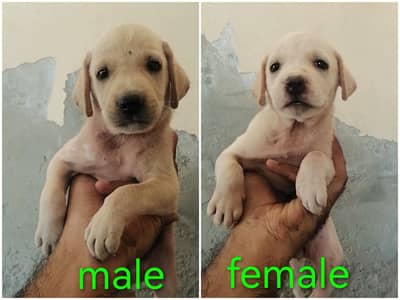 Labrador pair available