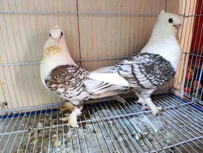 German tie, sentinate pigeon