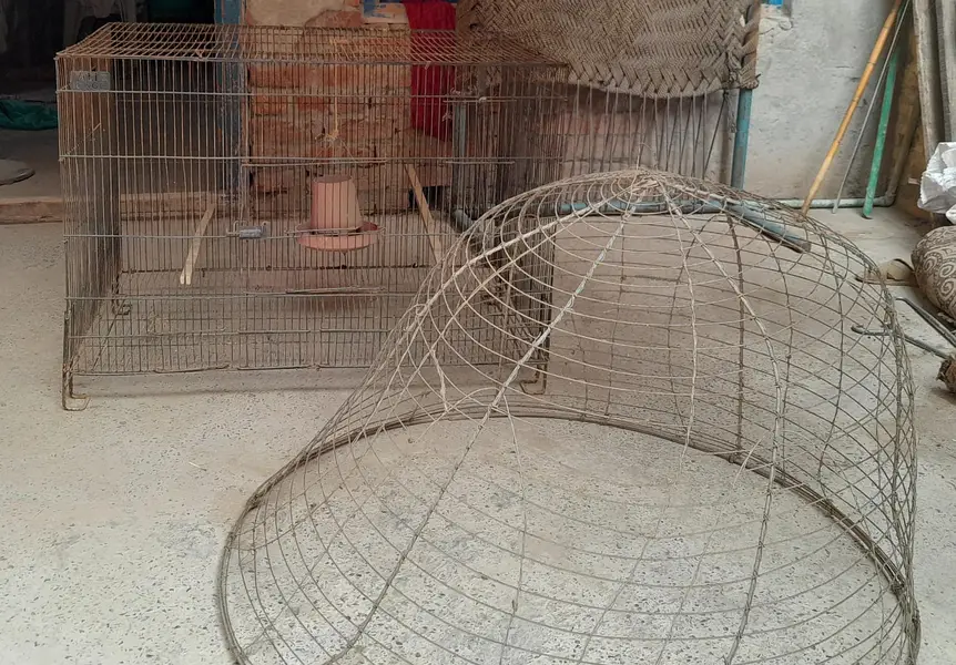 cage and tokra — photo 2