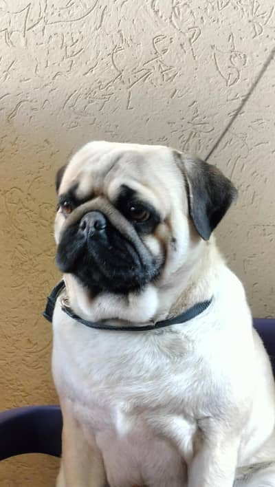 well trained pug dog for sale