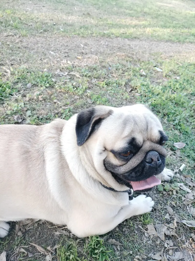 well trained pug dog for sale — photo 2