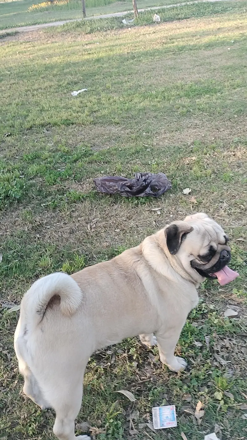 well trained pug dog for sale — photo 3
